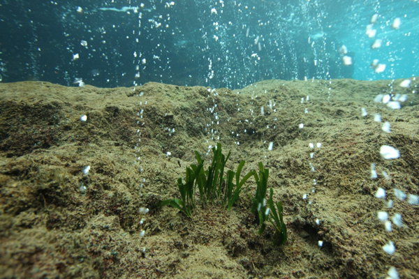 Carbon dioxide seeps. (Credit: Jason Hall-Spencer)