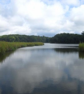 Scientists found genes in coastal wetlands that transform mercury into the neurotoxin methylmercury. (Courtesy of Grace Schwartz / Smithsonian Environmental Research Center)