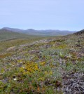 Tundra landscape near Nome, Alaska. (Credit: Charles Koven)