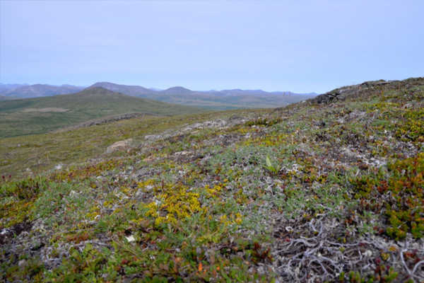 Tundra landscape near Nome, Alaska. (Credit: Charles Koven)