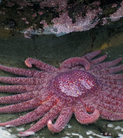 A healthy sunflower star, Pycnopodia helianthoides. This species was used in the recent study. (Credit: Flickr User Eric Chan via Creative Commons 2.0)