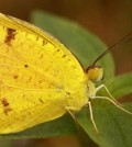 Sleepy Orange butterfly. (Credit: F. Joy)