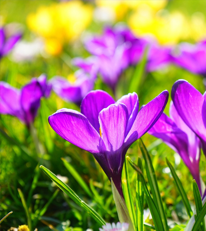 Spring flowers. (Credit: Hans/CC0 Public Domain)
