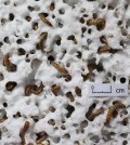 Mealworms eating through plastic. (Courtesy of the Department of Civil and Environmental Engineering)