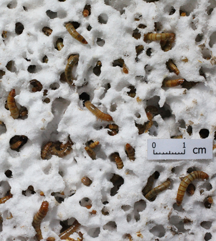 Mealworms eating through plastic. (Courtesy of the Department of Civil and Environmental Engineering)