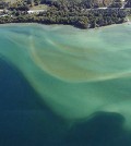 Algae growth around Torch Lake. (Courtesy of Three Lakes Association)