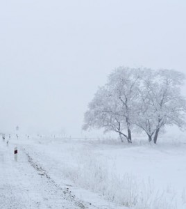 Frozen trees near a road. (Credit: Larisa Koshkina)