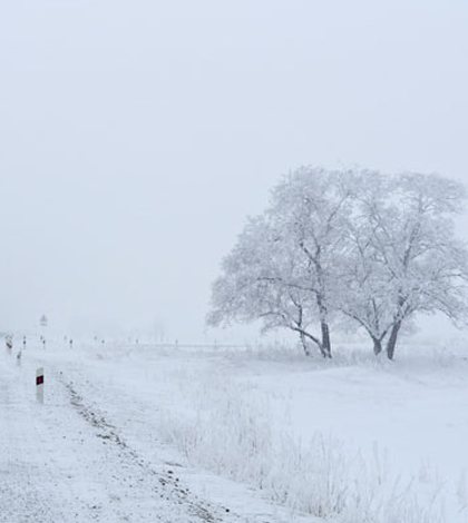 Frozen trees near a road. (Credit: Larisa Koshkina)