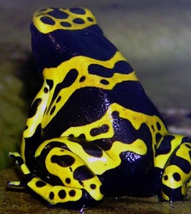 Yellow-banded poison dart frog. (Credit: Adrian Pingstone)