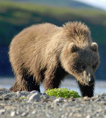 Researchers predict shrinking habitats for Alaskan mammals. (Credit: Carl Chapman/CC BY 2.0)