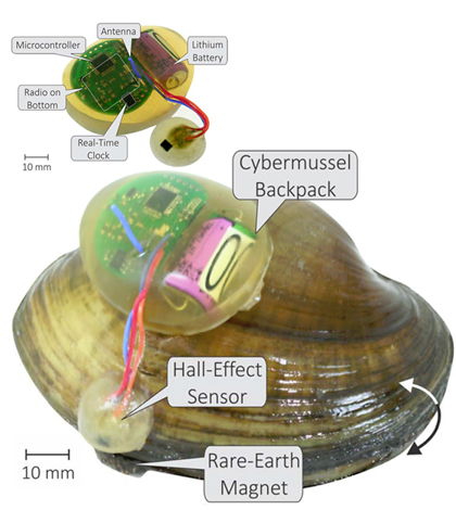cybermussels Components of the backpack include a magnetic sensor that will detect if the mussel is open or closed; a microcontroller to manage the data; a clock; a radio and antenna to transmit data; a custom 3D-printed housing for the electronics; and a battery to power the device. (Credit: University of Iowa)