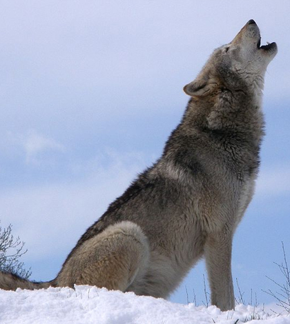 Dakota, a gray wolf at the UK Conservation Trust, howling on the top of a hill. (Credit: Retron)