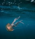 A jellyfish living in high CO2 waters near volcanic seeps in the Mediterranean. (Credit: Jason Hall-Spencer)