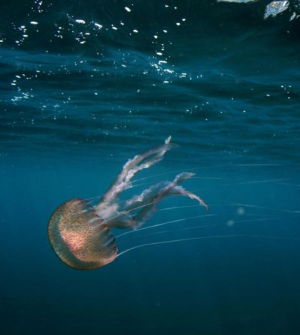 A jellyfish living in high CO2 waters near volcanic seeps in the Mediterranean. (Credit: Jason Hall-Spencer)