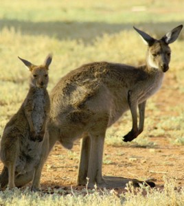Researchers have found that kangaroos produce methane as part of their digestive process. (Credit: A. Munn / University of Wollongong)
