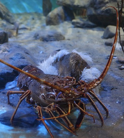Lobster. (Credit: Public Domain)