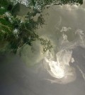 NASA’s Terra satellite captured this image of sunlight illuminating the lingering Deepwater Horizon oil slick off the Mississippi Delta on May 24, 2010, about a month after the spill. (Credit: NASA/GSFC, MODIS Rapid Response)