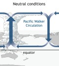Walker Circulation. (Credit: NOAA)