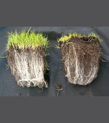 The plant on the left has a beneficial relationship with the mycorrhizal fungi around its roots. (Credit: soilcarboniscool.org)