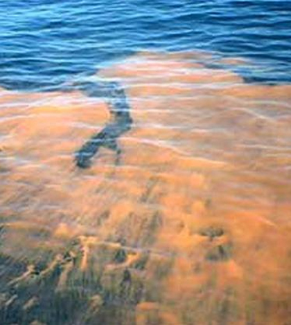 Red tide. (Credit: NOAA)