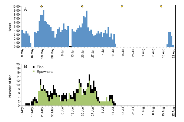 Sea Trout, Cynoscion nebulosus. (A) Duration of daily aggregation sound. The black marker on 11 and 12 June indicates equipment failure. Full moons are represented by yellow circles. (B) Number of fish detected by date regardless of location indicated by black bars, and the number of spawning fish are indicated by green bars. (Credit: Sue Lowerre-Barbieri / University of Florida)