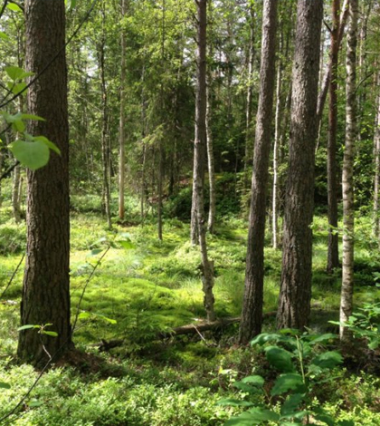 Site in Sweden where scientists located fossilized midges from a prehistoric lake. (Credit: Barbara Wohlfarth / The University of Stockholm)