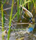 Blue crab preying on marsh periwinkle snail in Florida marshes. (Credit: Brian Silliman)