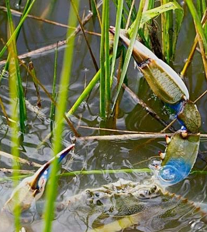 Blue crab preying on marsh periwinkle snail in Florida marshes. (Credit: Brian Silliman)