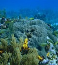 Orbicella faveolata, also known as boulder coral or mountainous coral, in the Caribbean coral reef. (Credit: Verena Schoepf / University of Western Australia)