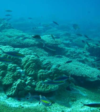 Indian Ocean corals have fully recovered from a bleaching event 17 years ago. (Credit: Chris Perry)