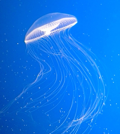 track jellyfish