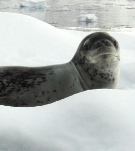 A leopard seal on an ice floe. (Credit: Douglas Krause / NOAA Fisheries)