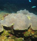 Researchers from the University of Miami have been investigating mesophotic coral reefs. (Courtesy of the University of Miami)