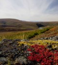 Alaskan tundra landscape. (Credit: Ken Tape)