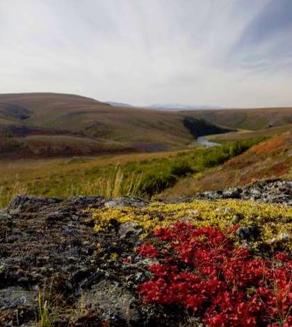 Alaskan tundra landscape. (Credit: Ken Tape)