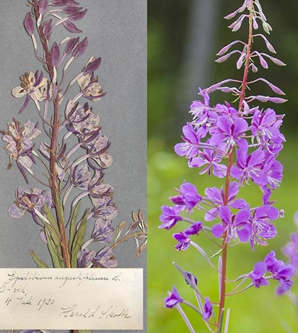 A research group is using plants like fireweed to study carbon dioxide levels. (Credit: Johan Gunséus)