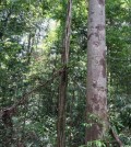 A control plot in a tree survival study in the Amazon rainforest. (Credit: Patrick Meir)
