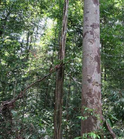 Environmental Monitor | Tallest Rainforest Trees Most Likely To Die