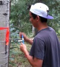 Undergraduate student Alec Baird at the drought study site. (Credit: Leander Anderegg / University of Washington)