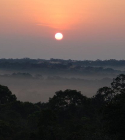 Researchers say that as climate change continues, hotter nights may lead to more carbon respiration from plants. (Credit: William Anderegg / Princeton Environmental Institute)