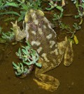Rhinella arenarum toad. (Credit: Fercarezza via Creative Commons 3.0)