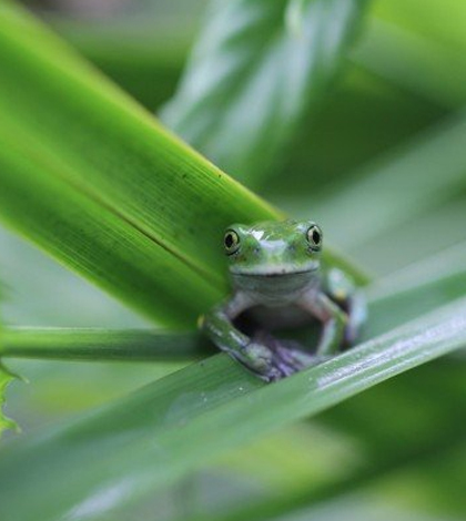 A new study offers some hope for amphibian populations decimated by deadly fungus. (Credit: Tracie Seimon / Wildlife Conservancy Society)