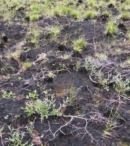 Two years after the Anaktuvuk River tundra fire. (Credit: Benjamin Jones / U.S. Geological Survey)