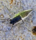 This brine fly coats itself with air as it heads underwater. (Credit: Floris van Breugel)