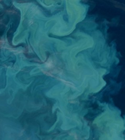 MODIS true color image of a coccolithophore bloom in the Barents Sea. (Credit: Ocean Ecology Laboratory, Ocean Biology Processing Group NASA Goddard Space Center)