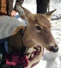 A deer is ear-tagged and outfitted with a GPS collar. (Credit: Duane Diefenbach / Penn State University)