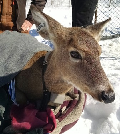 A deer is ear-tagged and outfitted with a GPS collar. (Credit: Duane Diefenbach / Penn State University)