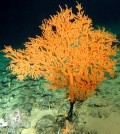 This Leiopathes coral is estimated at more than 4,200 years old. (Credit: NOAA)