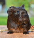 Guinea Pig. (Credit: Public Domain)