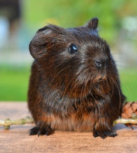 Guinea Pig. (Credit: Public Domain)